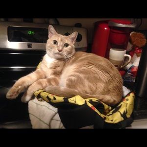 Meet your Posher, William